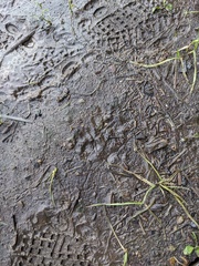 Didelphis virginiana