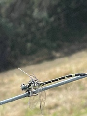 Austroepigomphus praeruptus