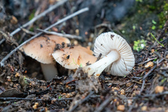 Leucoinocybe lenta