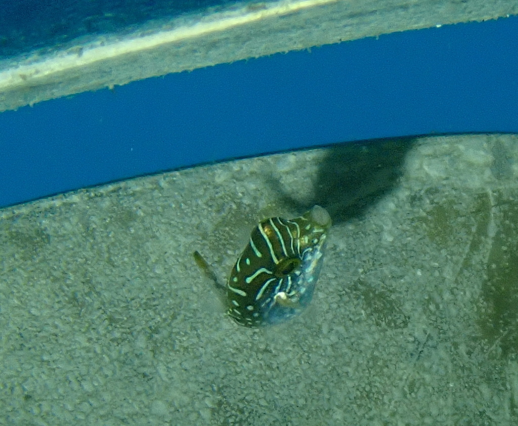 Spotted sharpnose