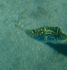 Canthigaster solandri