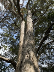 Quercus gilva