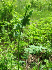 Thalictrum minus appendiculatum