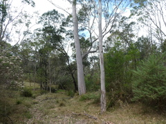 Eucalyptus cypellocarpa
