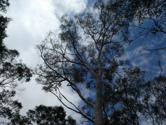 Eucalyptus cypellocarpa