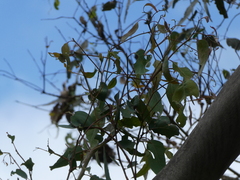 Eucalyptus cypellocarpa