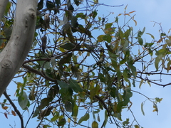 Eucalyptus cypellocarpa