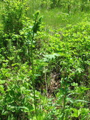 Thalictrum minus appendiculatum