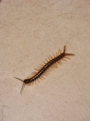 Ethmostigmus rubripes