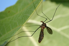 Leptotarsus clavatus