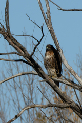 Buteo jamaicensis