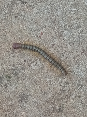 Cormocephalus nitidus