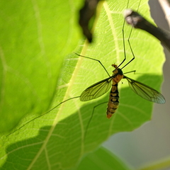 Leptotarsus clavatus