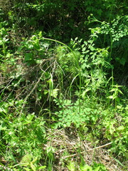 Thalictrum minus appendiculatum