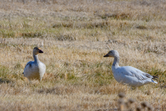 Anser caerulescens