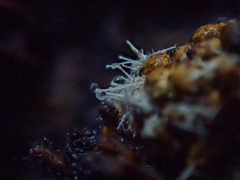 Polycephalomyces tomentosus