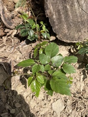 Causonis corniculata