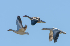 Anser caerulescens