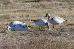 Anser caerulescens