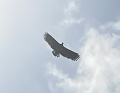 Haliaeetus ichthyaetus