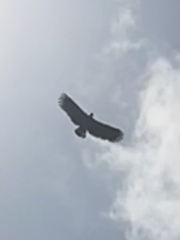 Haliaeetus ichthyaetus