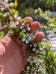 Leptospermum thompsonii
