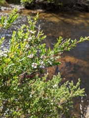 Leptospermum thompsonii