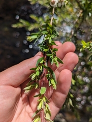 Leptospermum thompsonii
