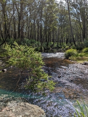 Leptospermum thompsonii