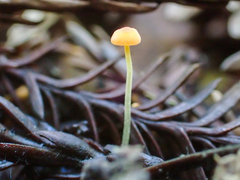 Mycena acicula