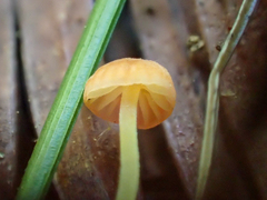 Mycena acicula