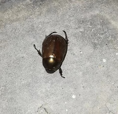 Anomala obsoleta