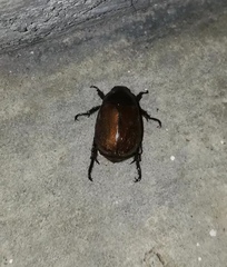 Anomala obsoleta