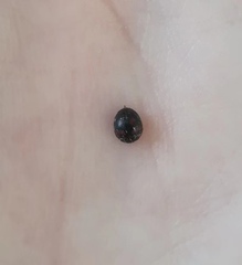 Coccinellidae