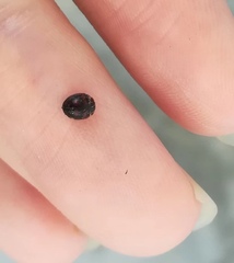 Coccinellidae