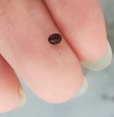 Coccinellidae