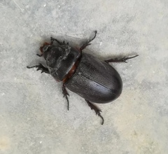 Oryctes rhinoceros