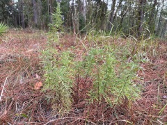 Eupatorium compositifolium