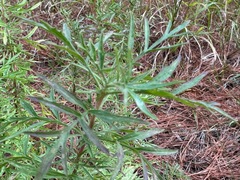 Eupatorium compositifolium