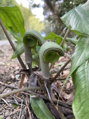 Arisaema ringens