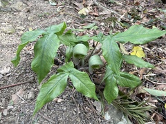 Arisaema ringens