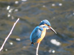 Alcedo atthis bengalensis
