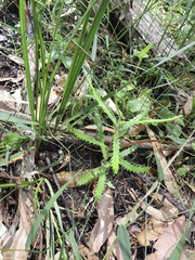 Banksia cunninghamii