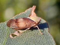 Brunotartessus fulvus