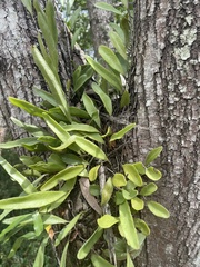 Pyrrosia