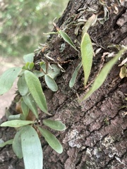 Pyrrosia