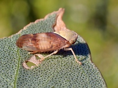 Brunotartessus fulvus