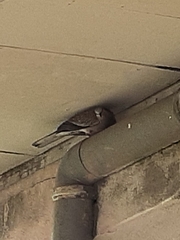 Streptopelia chinensis