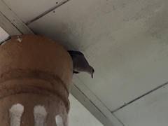 Streptopelia chinensis