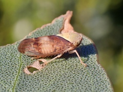 Brunotartessus fulvus
